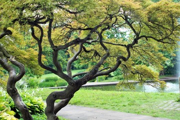 baum