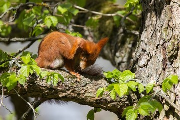 Eichhörnchen 18