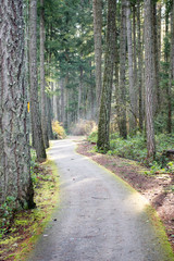 Treed walking path in winter