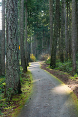 Treed walking path in winter