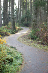 Winding path through forest