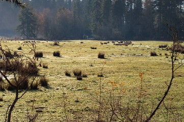 Meadow  landscape