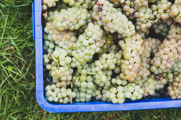 harvesting white wine grape in box