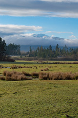 landscape with grass, blue sky and mountains