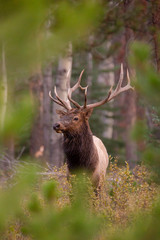 Elk