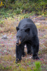 Fototapeta premium Black Bear