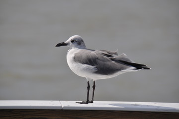 Möwe 