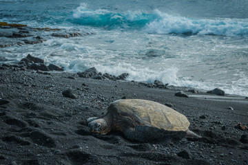Green see turtle on the black sand beach