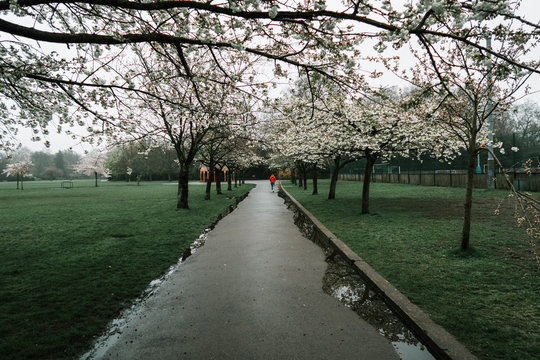 Walking path between the trees in Battersea Park 