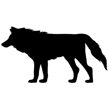 black and white vector silhouette of wolf. Animal illustration