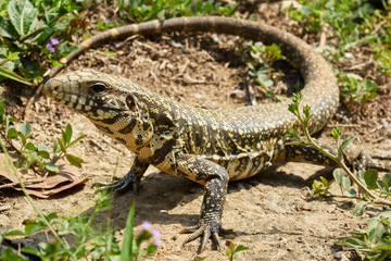 Wachsamer kleiner Leguan von schräg vorne