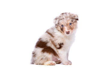 Fototapeta na wymiar Red merle border collie puppy