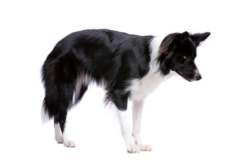 Black and white border collie dog