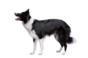 Tableaux ronds sur plexiglas Anti-reflet Chien Black and white border collie dog