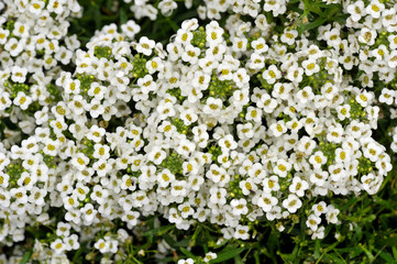 Alyssum