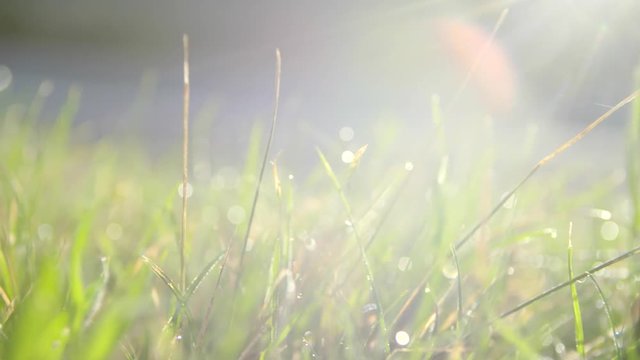 Green grass with drops of dew in slow motion. Beautiful sunrise on a summer meadow . Rural landscape with the blossoming field, lawn in sunbeams.
