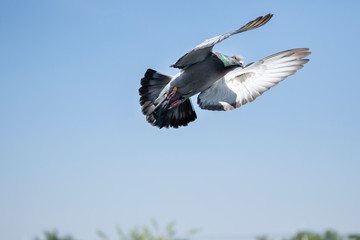 flying speed racing pigeon  against clear blue sky