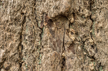 Close up shot of highly detailed bark of tree trunk for texture and background