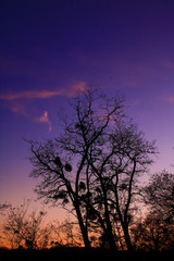 Winter vegetation without foliage on a background of a sky in the blue hour