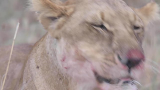 Mother lioness removing fur on waterbuck before eating in Maasai Mara reserve