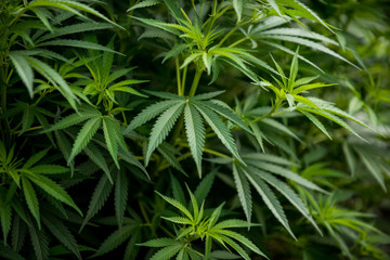 cannabis marijuana leaf plant growing farm legalization in the world