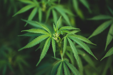 Fototapeta na wymiar cannabis marijuana leaf plant