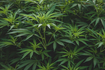 weed cannabis marijuana leaf plant growing farm
