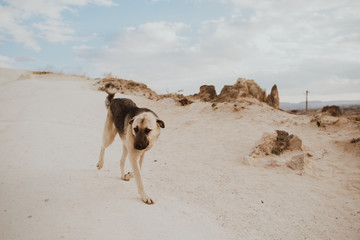 Fototapeta na wymiar Dog in Turkish rocks of Cappadocia