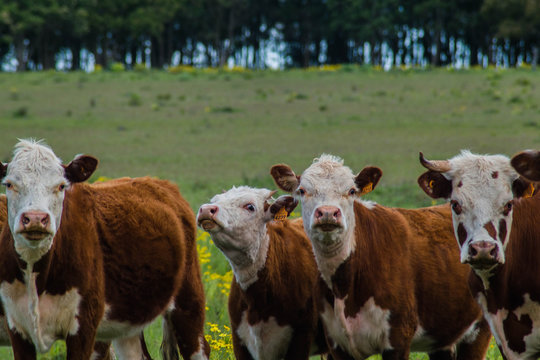Vacas.