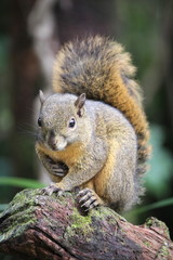Cute squirrel waiting on a branch