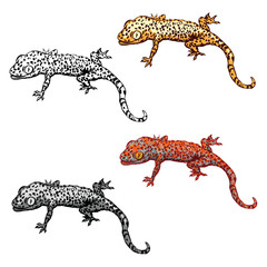 Gekon wektor zestaw ilustracji. Cztery różne kolory gekonów. Ilustracja gadów dla druków, t-shirtów, książek - 237068656