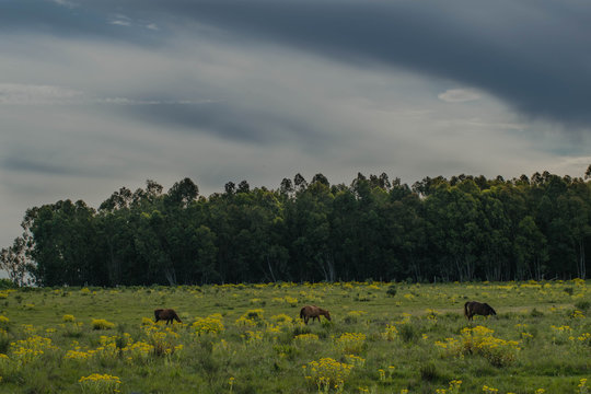Campo con caballos. 