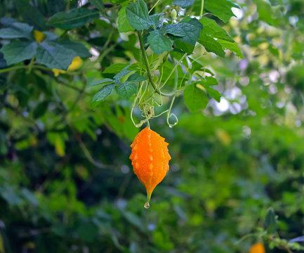Bitter Melon Momordica balsamina
