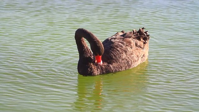 Black swans swimming in the pond. Canon 7D & 135mm f2.0 Swan cleaning