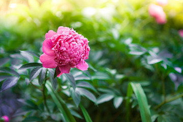 Pink Peony in garden with sunshine, beautiful card with copy space