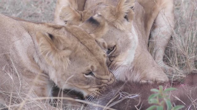 Mother and daughter lioness eating waterbuck flesh after hunt, Maasai Mara