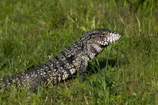 Lagarto. 