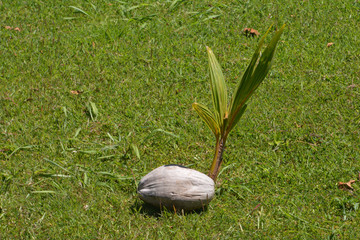 PALM GROWING