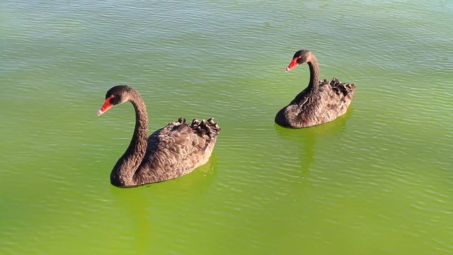 Black swans swimming in the pond. Canon 7D & 135mm f2.0 Two swans float by each other in a pond