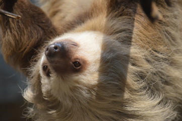 Sloth on a branch