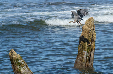 great blue heron taking flight from ocean stump