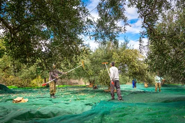 Fototapeten Harvesting fresh olives from agriculturists in an olive tree field in Crete, Greece for olive oil production © gatsi