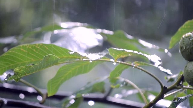 Heavy rain shower downpour cloudburst rainfall comes in the daytime. Rain drops dripping on the big green leaves of the tree Walnut close-up. Background concept rainy driving pouring rain with sound