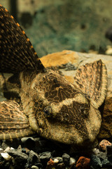 Ancistrus fish in the aquarium.