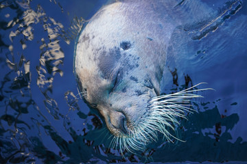 アザラシ © makieni