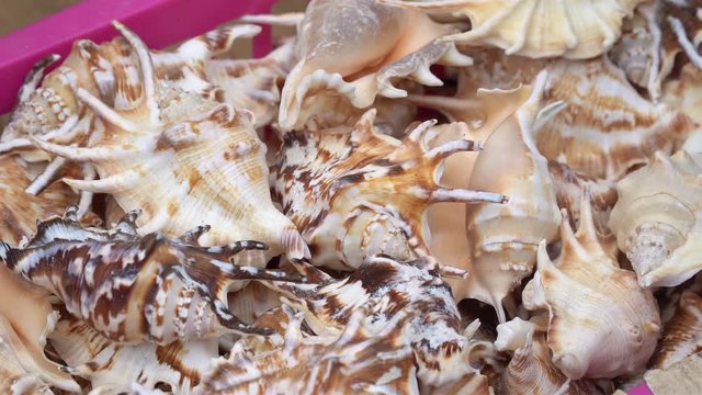 Close-up on beautiful, different-shaped and colorful seashells from the ocean.