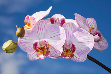 Blühende rosafarbene Orchidee vor blauem Himmel