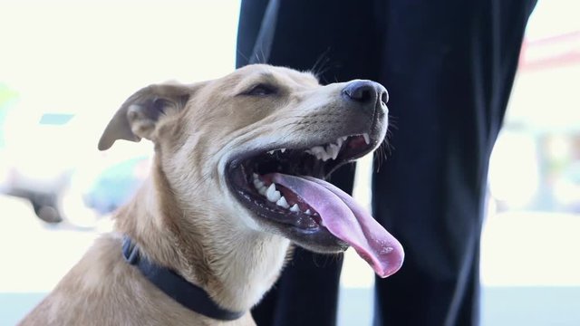 Tired dog panting with mouth open.
