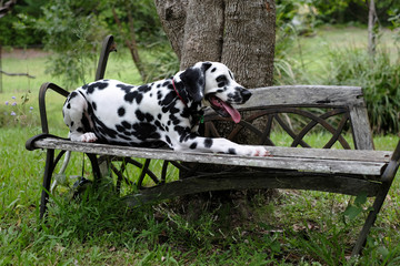 Dalmatian puppy sitting on a garden seat