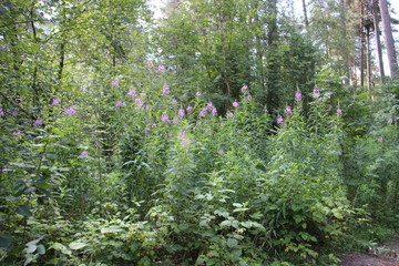flowers in the forest